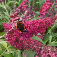 Buddleja Buzz 