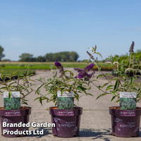 Buddleja davidii 
