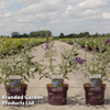 Buddleja davidii 