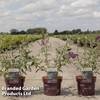 Buddleja davidii 