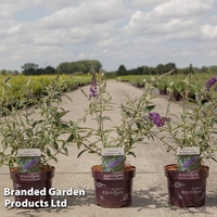Buddleja davidii 