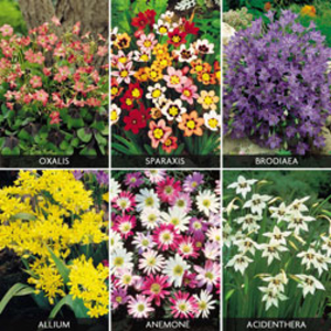Bulb Super Saver Collection - 300 bulbs