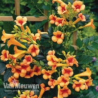 Campsis x tagliabuana 