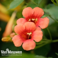 Campsis x tagliabuana 