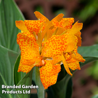 Canna x generalis Cannova 