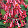 Cape Fuchsia 