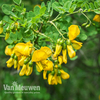 Caragana arborescens 