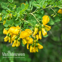 Caragana arborescens 