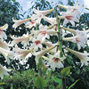 Cardiocrinum giganteum - 1 cardiocrinum plant in 13cm pot