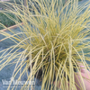 Carex brunnea 