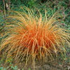 Carex comans 