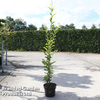 Carpinus betulus 