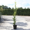 Carpinus betulus 