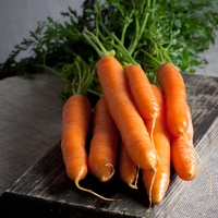Carrot 