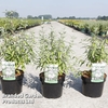 Caryopteris clandonensis 