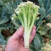 Cauliflower 