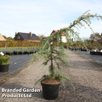 Cedrus deodara 