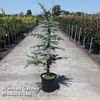 Cedrus libani 