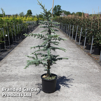 Cedrus libani 