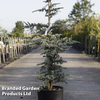 Cedrus libani 