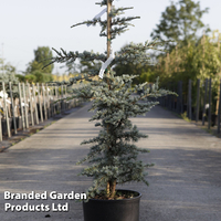 Cedrus libani 