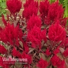 Celosia 