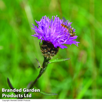 Centaurea nigra