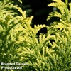Chamaecyparis obtusa 