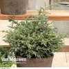 Chamaecyparis pisifera 