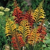 Chasmanthe - 3 chasmanthe corms