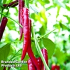 Chilli Pepper 