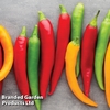 Chilli Pepper 