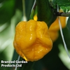 Chilli Pepper 