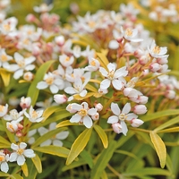 Choisya ternata 