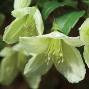 Clematis cirrhosa 
