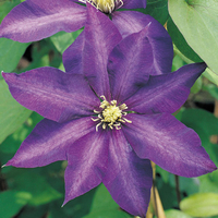 Clematis 