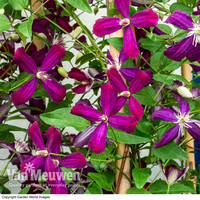 Clematis flammula 
