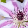 Clematis 