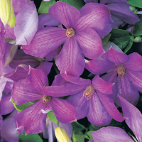 Clematis 