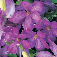 Clematis 