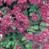 Clematis 