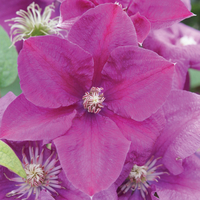Clematis 