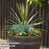 Cordyline 