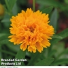 Coreopsis grandiflora 