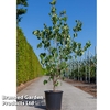 Cornus kousa 