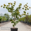 Cornus kousa 