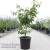 Cornus kousa 