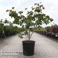 Cornus kousa 