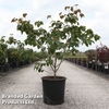 Cornus kousa 