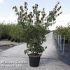 Cornus kousa 